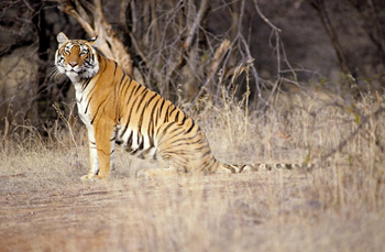 Tiger in Ranthambore National Park