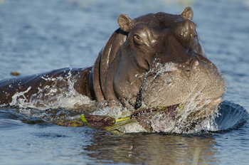 Tlouwana Camp Tlouwana Camp: Hippo