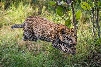 Tubu Tree Camp: Leopardenkätzchen