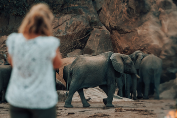 Wayo Manyara Green Camp: Elefantenbegegnung