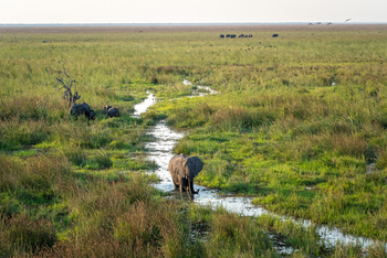 Mokete Camp: Elefant im Mababe-Sumpf