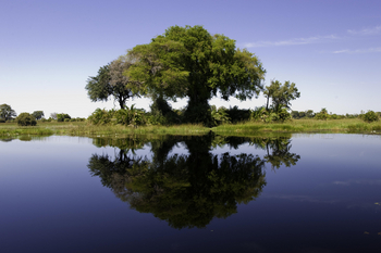 Xigera Safari Lodge Xigera Safari Lodge: Wilder Feigenbaum