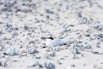 Alphonse Island Lodge: Black-naped Tern