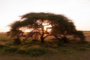Angama Amboseli: Großer Baum