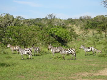 Anyadwe House: Zebras