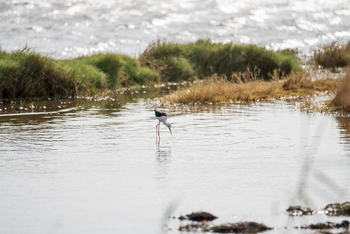 Azura Benguerra Island: Black-winged Stilt