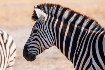 Belmond Savute Elephant Lodge Belmond Savute Elephant Lodge: Zebra