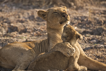 Bushcamp Company: Löwin mit Jungtier