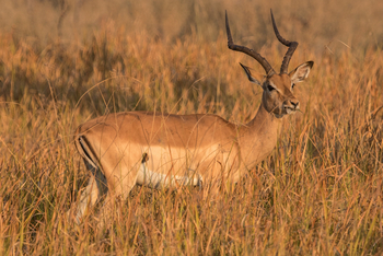 Chief's Island: Impala-Bock
