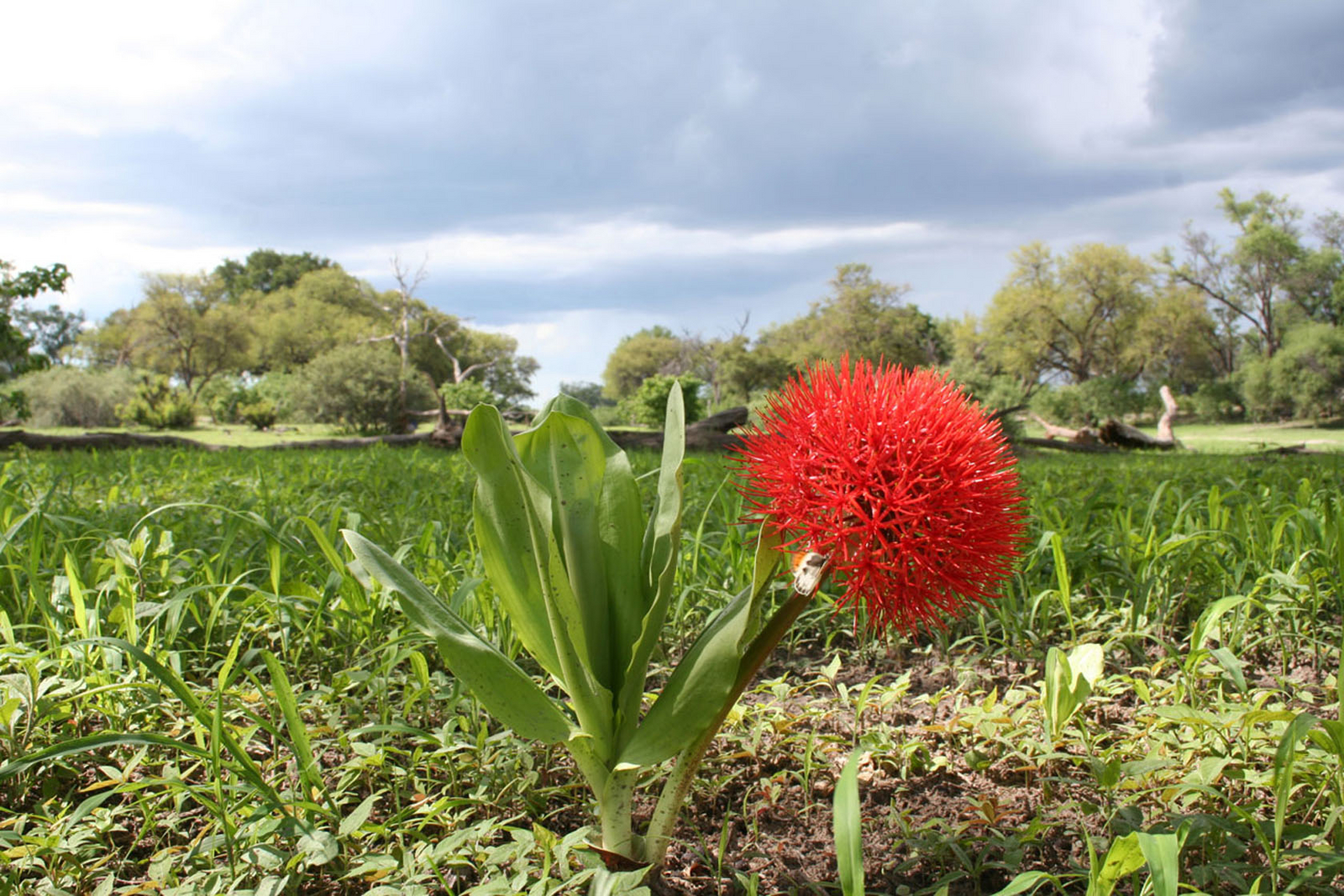 Duma Tau Camp Duma Tau Camp: Feuerballlilie