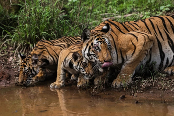 Emerald Tiger Retreat: Am Wasserloch