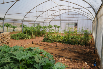 Gmundner Lodge: Gemüsegarten