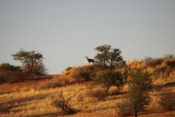 Kalahari Red Dunes Lodge: Kudu auf einer Düne