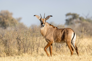 King's Pool Camp King's Pool Camp: Rappenantilope