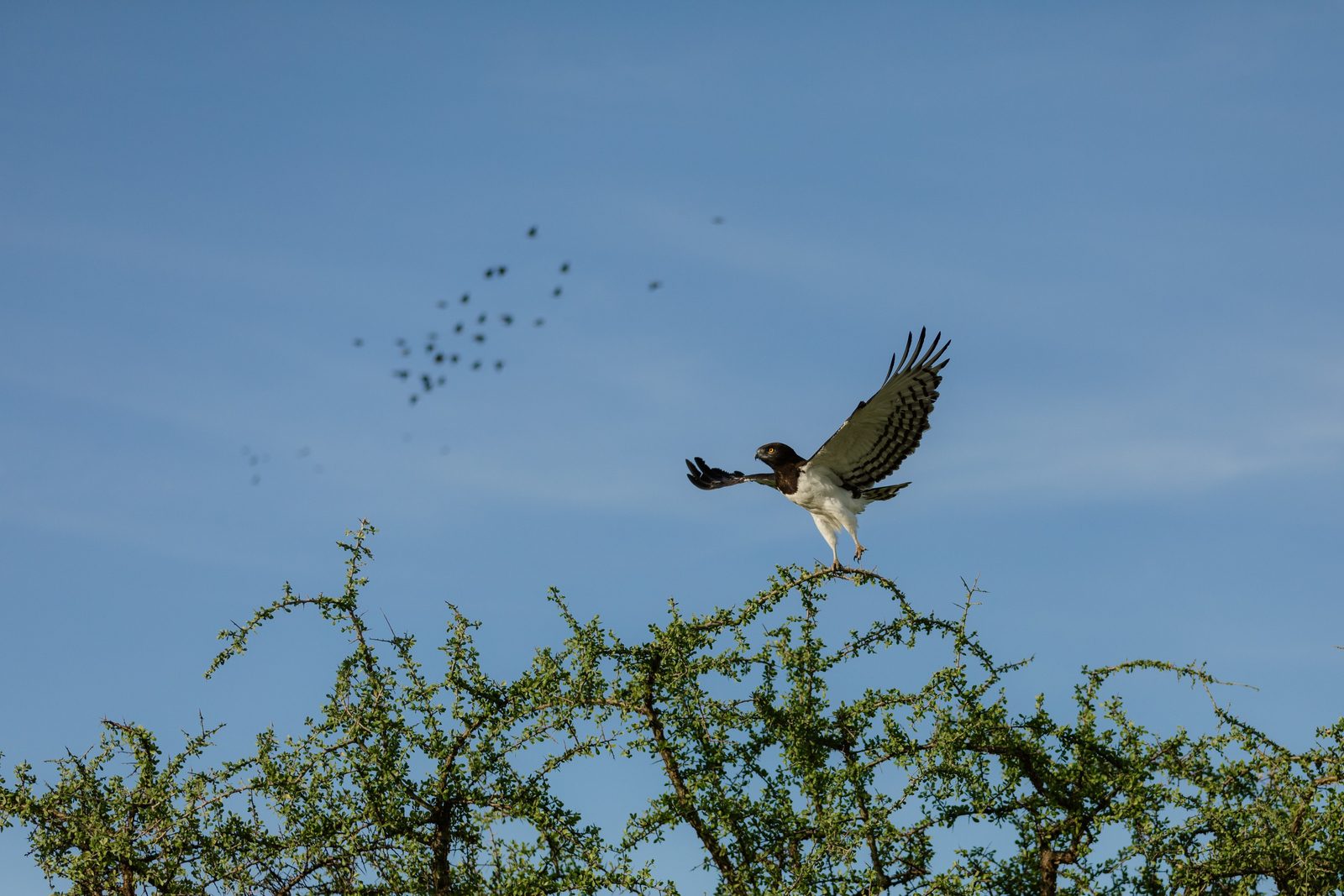 Kisima Ngeda Camp Kisima Ngeda Camp: Martial Eagle
