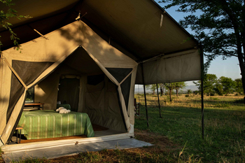 Mara Kati Kati Tented Camp: Bett mit grünen Streifen und Morgenlicht