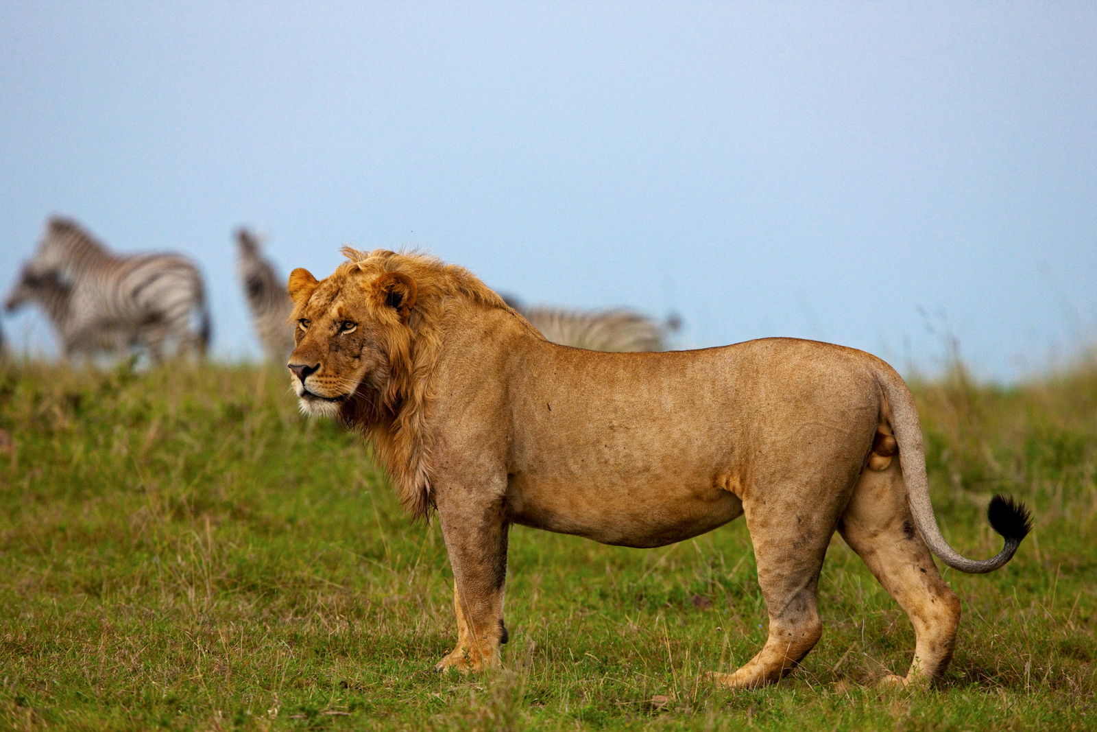 Mara Toto Tree Camp Mara Toto Tree Camp: Mächtiger Löwe