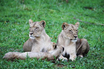 Matetsi Victoria Falls: Löwen