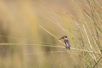 Monachira Camp: Haubenzwergfischer