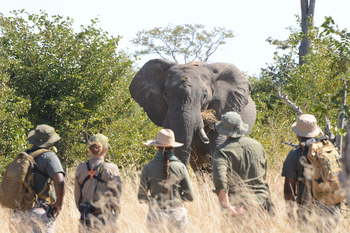 Muddy Teak Camp: Elefant vor einer Gruppe