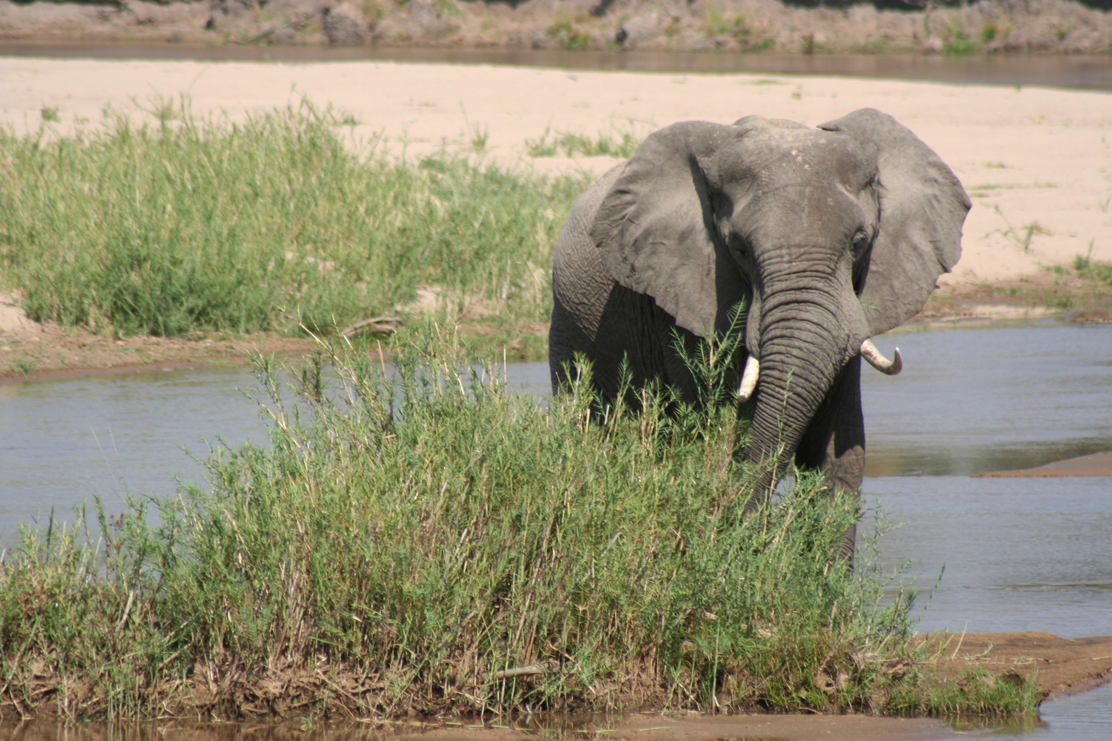 Mwaleshi Camp Mwaleshi Camp: Elefant im Flussbett