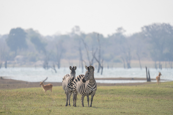 Nanzhila Lake Camp Nanzhila Lake Camp: Zebras