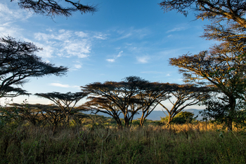 Ngorongoro Lion's Paw: Schirmakazien
