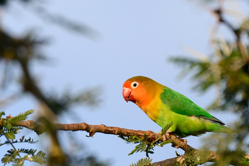 Ngorongoro Oldeani Mountain Lodge: Pfirsichköpfchen