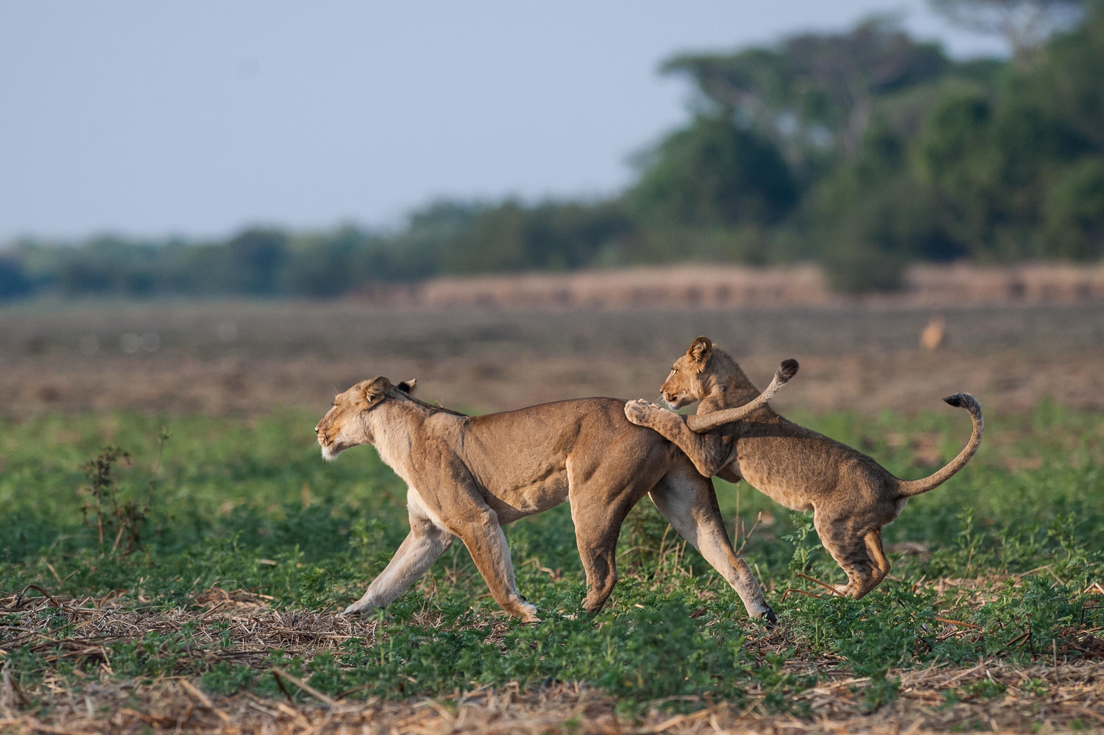 Ntemwa Busanga Bushcamp Ntemwa Busanga Bushcamp: Löwin mit ihrem Nachwuchs