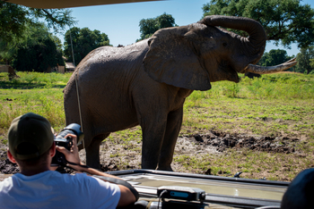 Nyamatusi Camp Nyamatusi Camp: Elefant vor Safari Auto