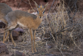 Okonjima Plains Camp: Dik Dik