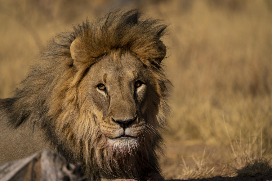 Okonjima Plains Camp