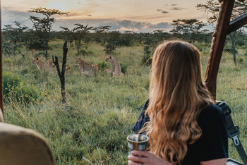 Porini Rhino Camp: Löwenrudel