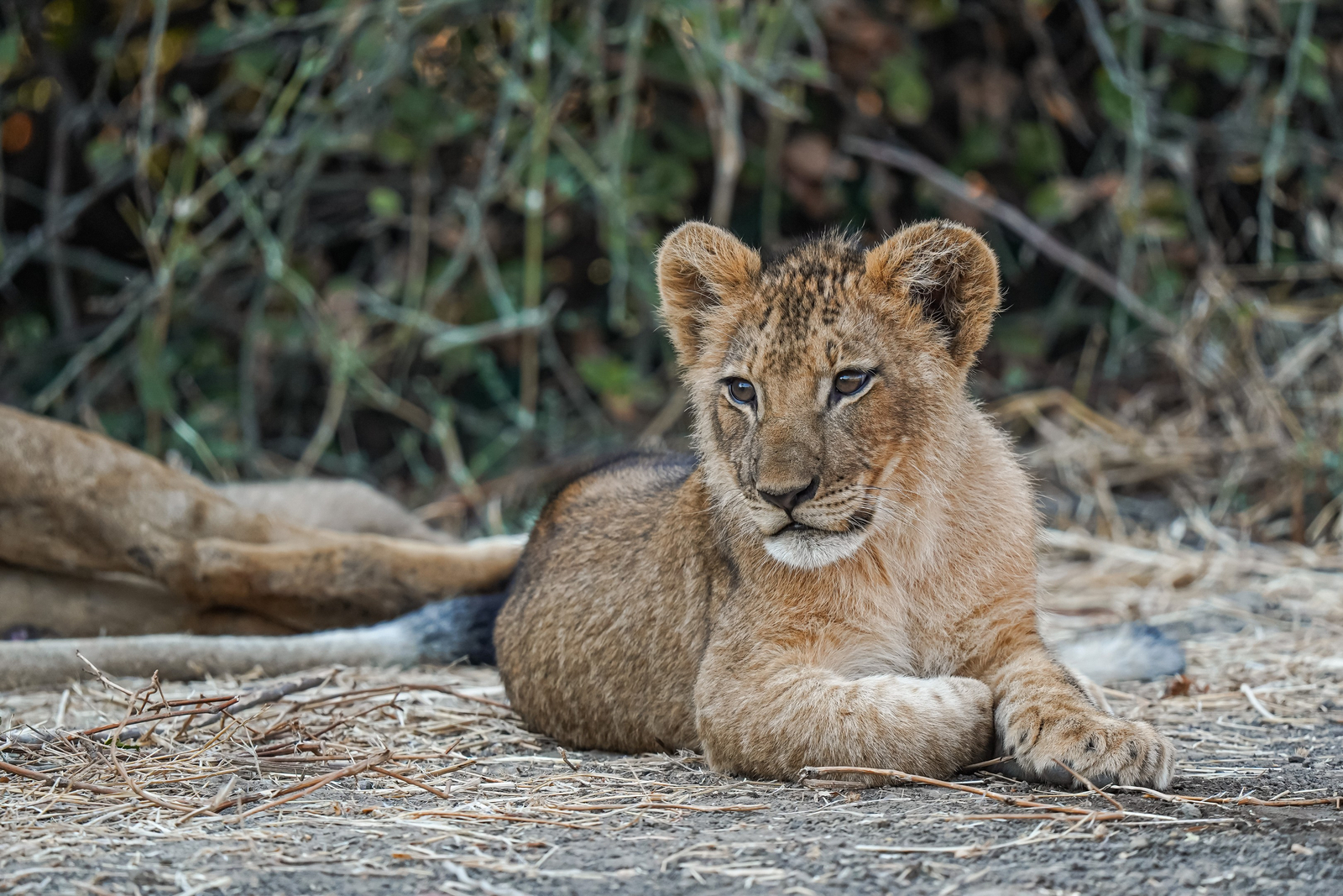 Sausage Tree Camp Sausage Tree Camp: Kleiner Löwe