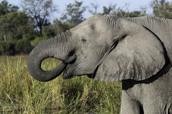 Savuti Camp Savuti Camp: Trinkender Elefant