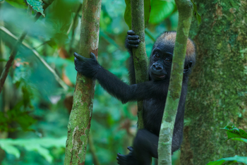 Sette Cama Eco Camp: Gorilla Baby
