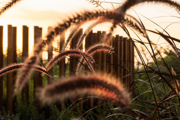 Singita Milele: Gras am Brunnen