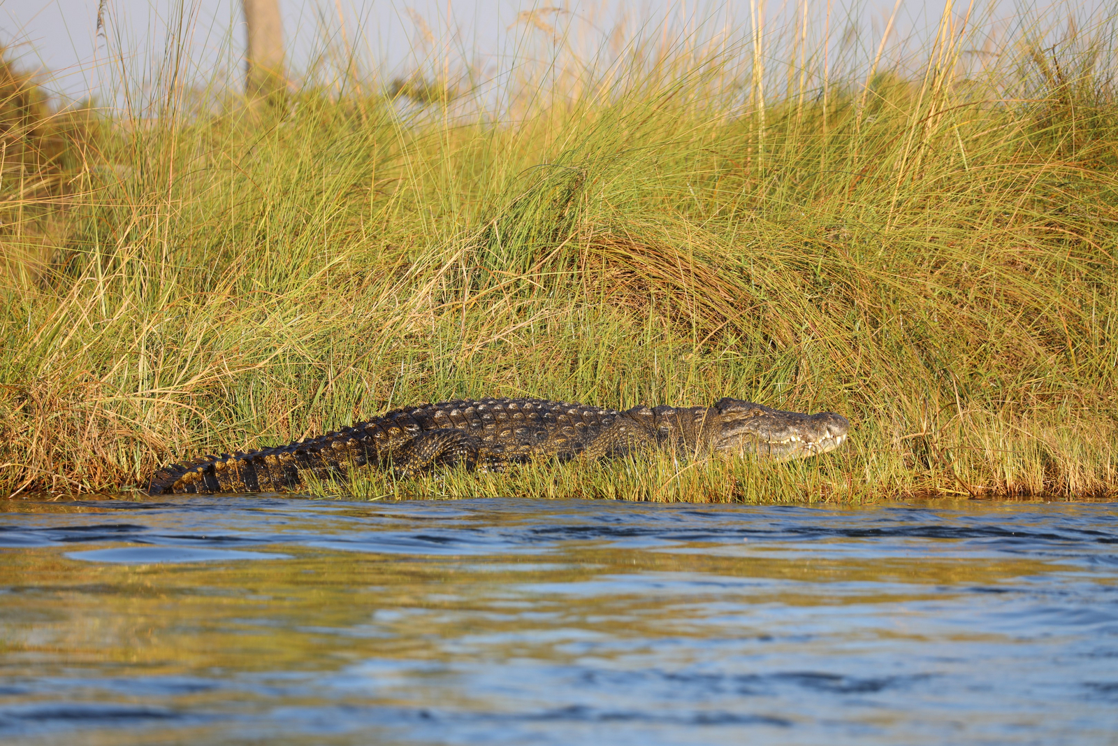 Sitatunga Private Island Camp Sitatunga Private Island Camp: Krokodil am Ufer