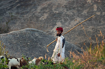 Sujan Jawai: Junger Rabari-Mann