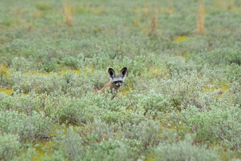Tau Pan Camp Tau Pan Camp: Löffelhund