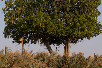 Tawana Camp: Giraffe unter Sausage Tree