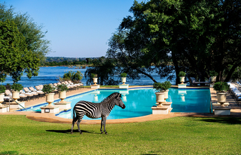 The Royal Livingstone: Zebra am Pool