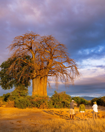 Time + Tide Chongwe Camp: Baobab