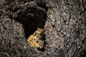 Vundu Camp Vundu Camp: Tree Squirrels