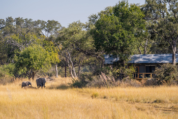4 Rivers Camp 4 Rivers Camp: Elefanten vor den Gästezelten