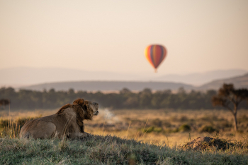 Angama Mara: Löwe und Heißluftballon im Hintergrund