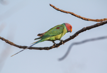 Asiatic Lion Lodge Asiatic Lion Lodge: Plum-headed Parakeet