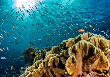 Astove Coral House: Fischschwarm