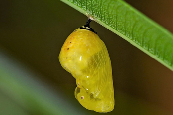 Bamboo Forest Safari Lodge: Schmetterlingspuppe