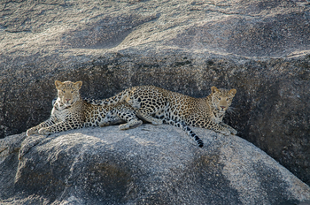 Bera Safari Lodge: Leopardenpaar